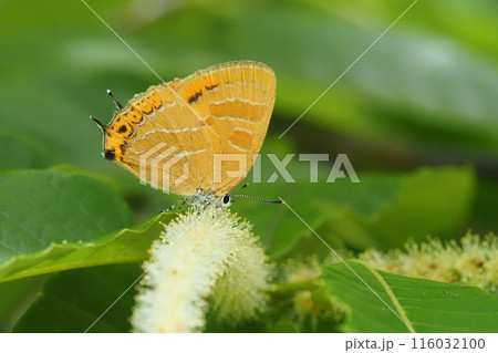 栗の花に止まるアカシジミ 116032100
