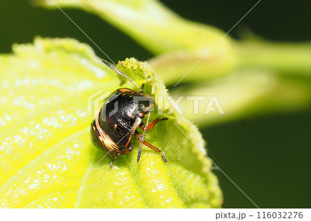 チャバネアオカメムシの幼虫 116032276