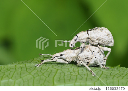 ヒメシロコブゾウムシ（ペア） 116032470