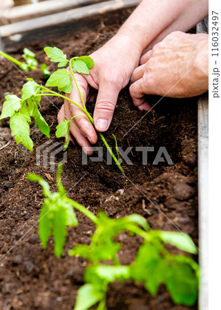 planting tomatoes in a garden box in spring. planting tomatoes in a garden box in spring. 116032497