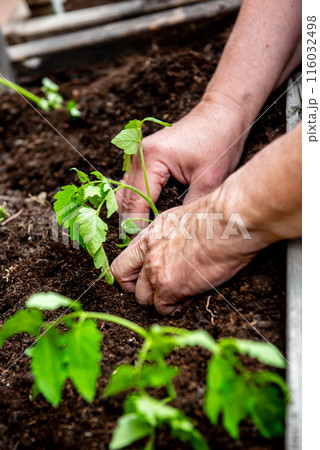 planting tomatoes in a garden box in spring. planting tomatoes in a garden box in spring. 116032498