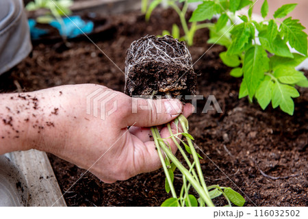 planting tomatoes in a garden box in spring. 116032502