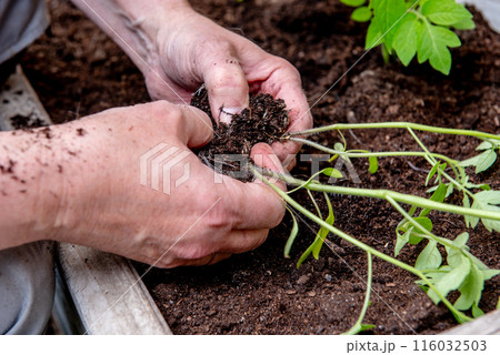 planting tomatoes in a garden box in spring. planting tomatoes in a garden box in spring. 116032503