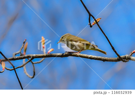 上高地や八ヶ岳で初夏に山や高原で見られる美しいさえずりのエゾムシクイ 116032939