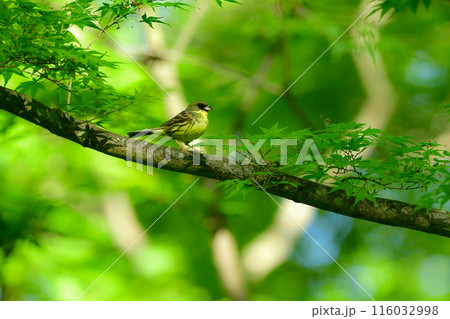 神社やお寺の森で初夏から夏に見られる身近なフクロウの仲間、アオバズク 116032998
