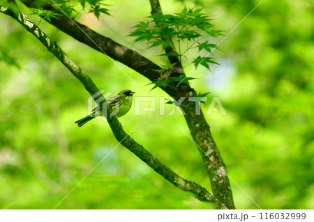 神社やお寺の森で初夏から夏に見られる身近なフクロウの仲間、アオバズク 116032999