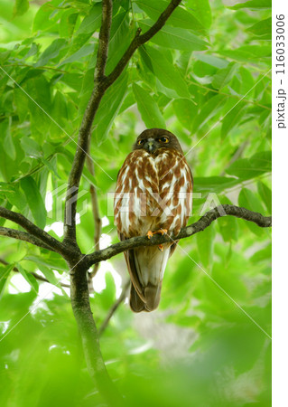 神社やお寺の森で初夏から夏に見られる身近なフクロウの仲間、アオバズク 神社やお寺の森で初夏から夏に見られる身近なフクロウの仲間、アオバズク 116033006
