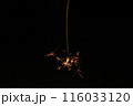 夏の夜に咲く線香花火 116033120
