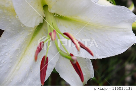 雨上がりの白いユリの花 初夏のカサブランカ 雨上がりの白いユリの花 初夏のカサブランカ 116033135