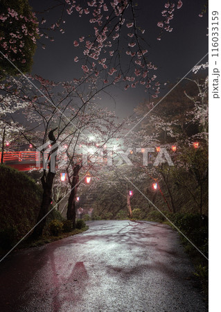 小見川城山公園の夜桜(雨の日) 小見川城山公園の夜桜(雨の日) 116033159