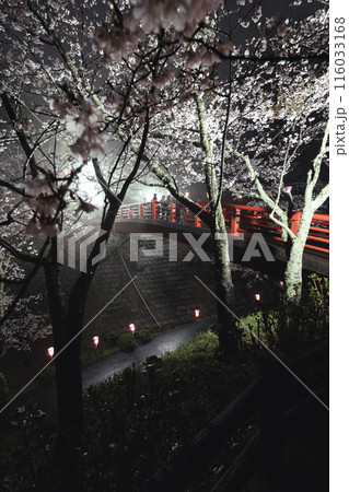 小見川城山公園の夜桜(雨の日) 小見川城山公園の夜桜(雨の日) 116033168