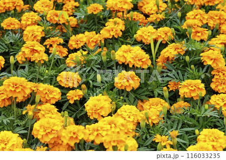 公園に咲く満開のマリーゴールド 宮城県川崎町 公園に咲く満開のマリーゴールド 宮城県川崎町 116033235