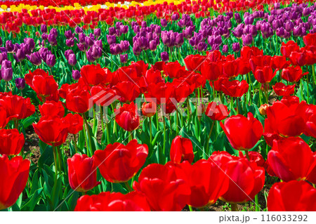 【大阪府】4月・家族で満開のチューリップ畑を観光 116033292