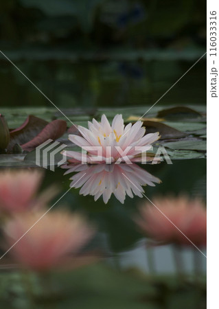水面に浮かぶ睡蓮の花 水面に浮かぶ睡蓮の花 116033316
