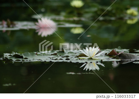 水面に浮かぶ睡蓮の花 116033317