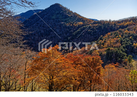 奥秩父縦走路・雁峠の紅葉と笠取山 奥秩父縦走路・雁峠の紅葉と笠取山 116033343
