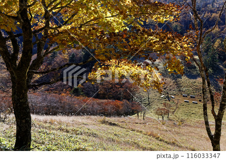 奥秩父縦走路から見る紅葉の雁峠の風景 奥秩父縦走路から見る紅葉の雁峠の風景 116033347