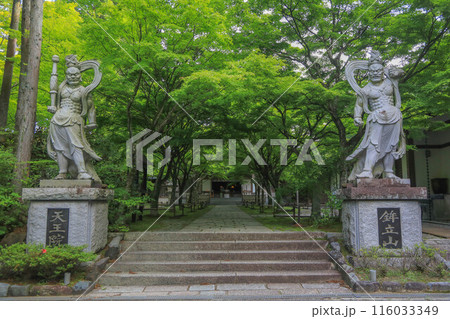 吞山観音寺の青もみじ 116033349