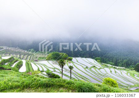早朝の丸山千枚田 116033367