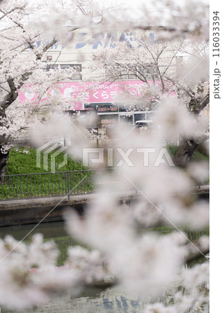 さくらランドリーと桜 116033394