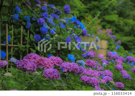 紫陽花咲く吞山観音寺 紫陽花咲く吞山観音寺 116033414
