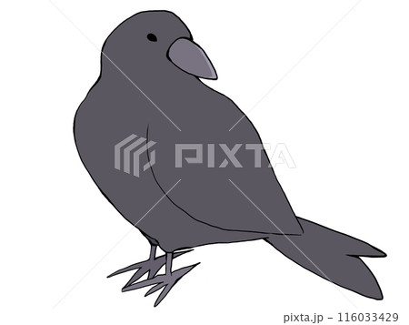カラス 116033429