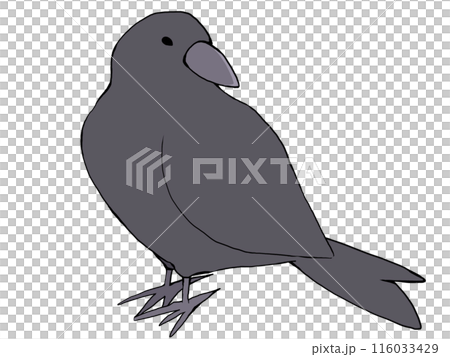 烏鴉 116033429