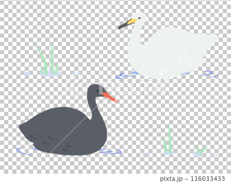 天鵝和黑鳥 116033433