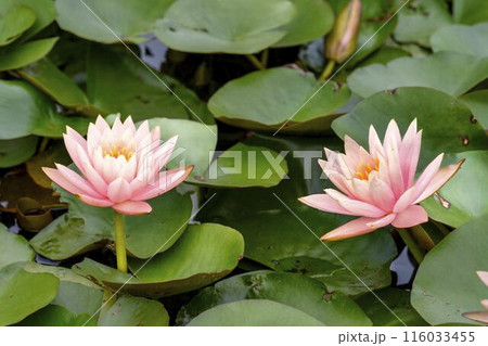 池に咲いた睡蓮の花 宮城県川崎町 池に咲いた睡蓮の花 宮城県川崎町 116033455