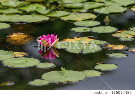 池に咲いた睡蓮の花 宮城県川崎町 池に咲いた睡蓮の花 宮城県川崎町 116033489