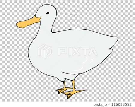 duck	 116033552
