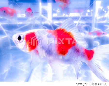 泳げ金魚くん~水の中の世界~ 泳げ金魚くん~水の中の世界~ 116033583