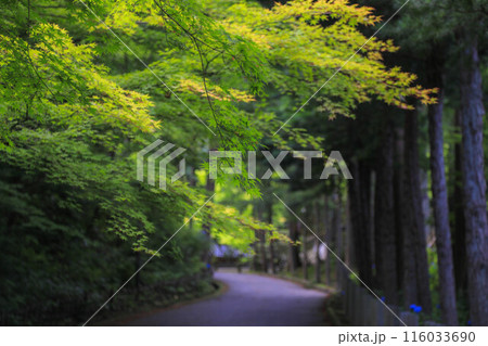 吞山観音寺の青もみじ 116033690