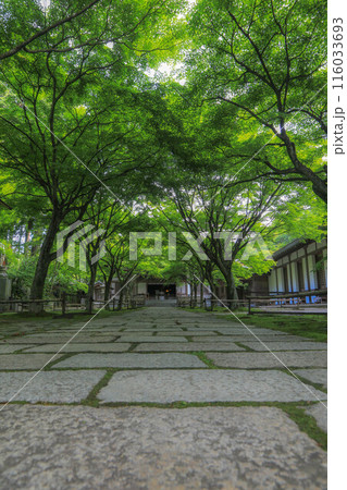 吞山観音寺の青もみじ 116033693