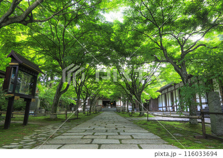 吞山観音寺の青もみじ 116033694