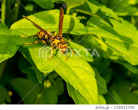 葉っぱの上のスズメバチ~見つけたら逃げて下さい~ 葉っぱの上のスズメバチ~見つけたら逃げて下さい~ 116033700