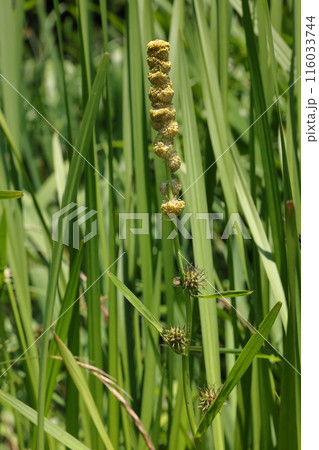 自然　植物　ミクリ、ガマ科の抽水植物。草丈は一～ニメートルほど、地下茎で増えて群落を作ります 116033744