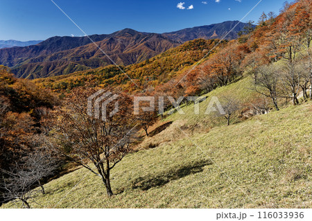 紅葉の奥秩父・雁峠から見る黒金山と国師ヶ岳 116033936