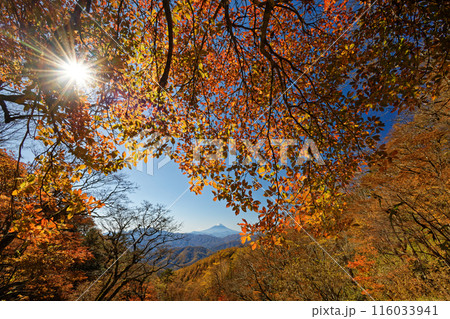 奥秩父・笠取山・水干付近の紅葉と富士山 116033941
