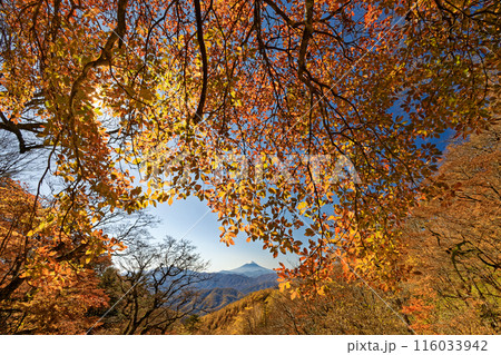 奥秩父・笠取山・水干付近の紅葉と富士山 奥秩父・笠取山・水干付近の紅葉と富士山 116033942