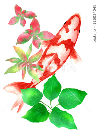 和金魚と水草の夏向きイラスト 和金魚と水草の夏向きイラスト 116034049