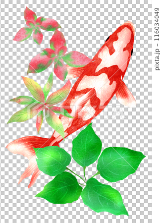 和金魚と水草の夏向きイラスト 和金魚と水草の夏向きイラスト 116034049
