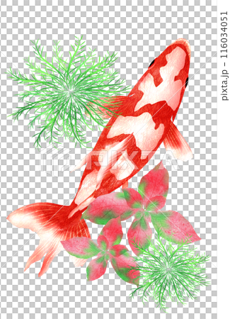 日本金魚和水草的清涼夏日插畫 日本金魚和水草的清涼夏日插畫 116034051