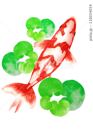 水草に隠れて一休み中の金魚と水草のイラスト 水草に隠れて一休み中の金魚と水草のイラスト 116034054