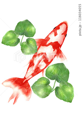和金魚と水草の上からイラスト 116034055