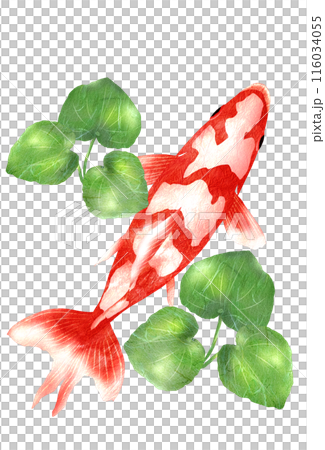 上圖為日本金魚及水生植物 116034055