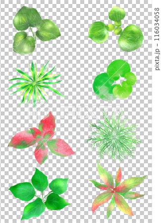アクアリュウムに欠かせない水草の上からイラスト アクアリュウムに欠かせない水草の上からイラスト 116034058