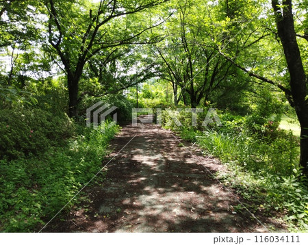 木漏れ日の散歩道 木漏れ日の散歩道 116034111