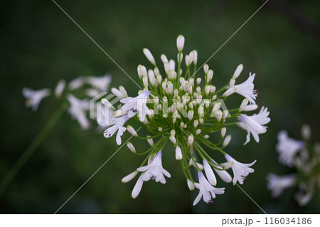 初夏に爽やかな涼感のある花を咲かせる白いアガバンサス 初夏に爽やかな涼感のある花を咲かせる白いアガバンサス 116034186