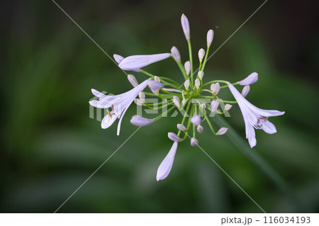 初夏に爽やかな涼感のある花を咲かせる白いアガバンサス 初夏に爽やかな涼感のある花を咲かせる白いアガバンサス 116034193